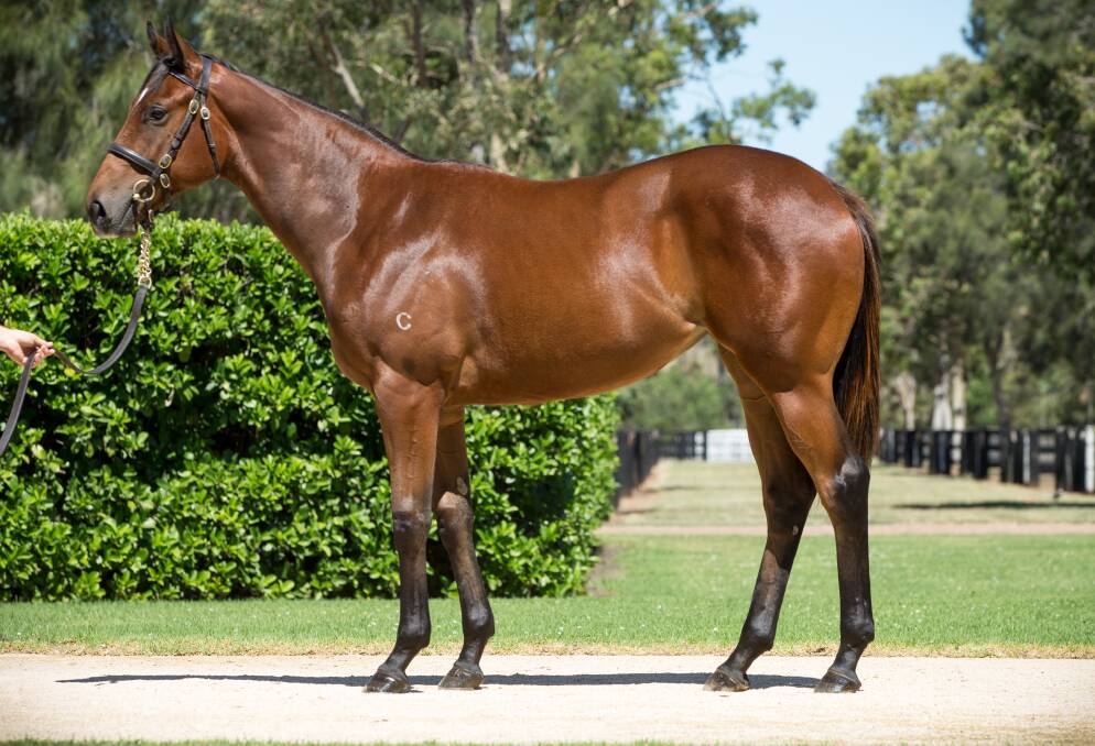 STAR ATTRACTION: A filly sired by Coolmore’s Fastnet Rock out of mare Dazlling Gazelle fetched $1.2 million. 