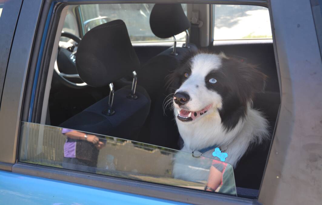 DON'T DO IT: Leaving pets in the car is not recommended, even just for a short time, during extremely hot conditions.