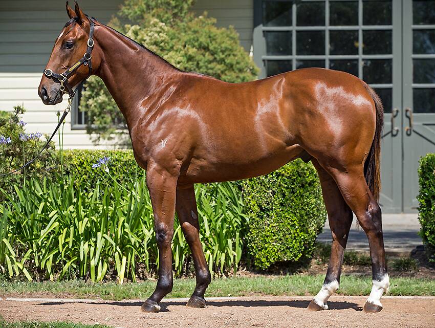 POPULAR: More Than Ready (standing at Vinery) Colt from mare Red Queen. It was sold for $480,000 to Hong Kong Jockey Club.