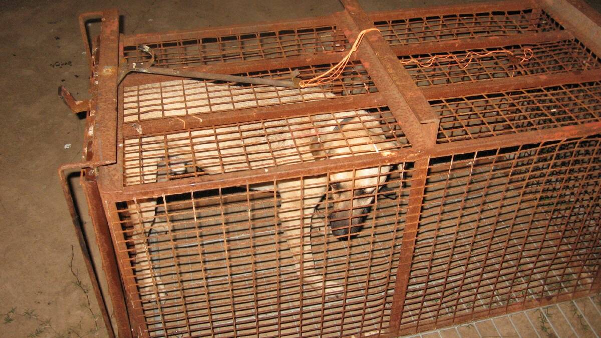 CAUGHT: The dog trapped by Mr Crowe last week on his Bulga district property.