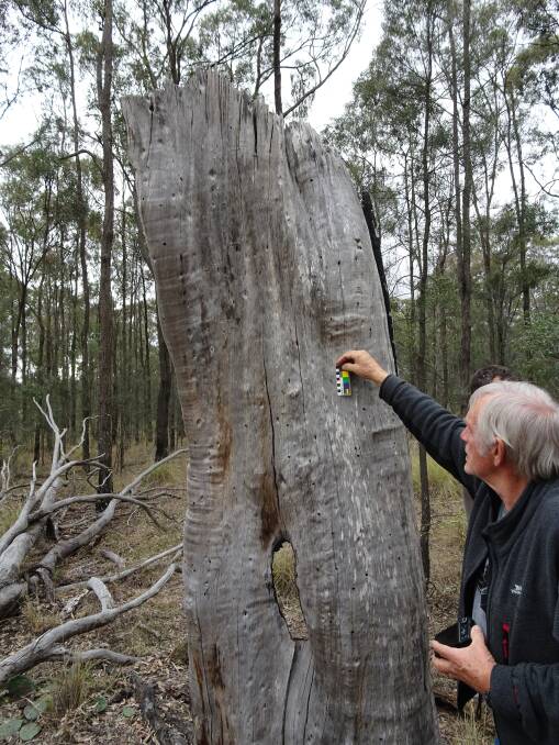 Recording the traces of carvings on a very old, burnt-out scarred tree with video-ethnographer Clive Taylor