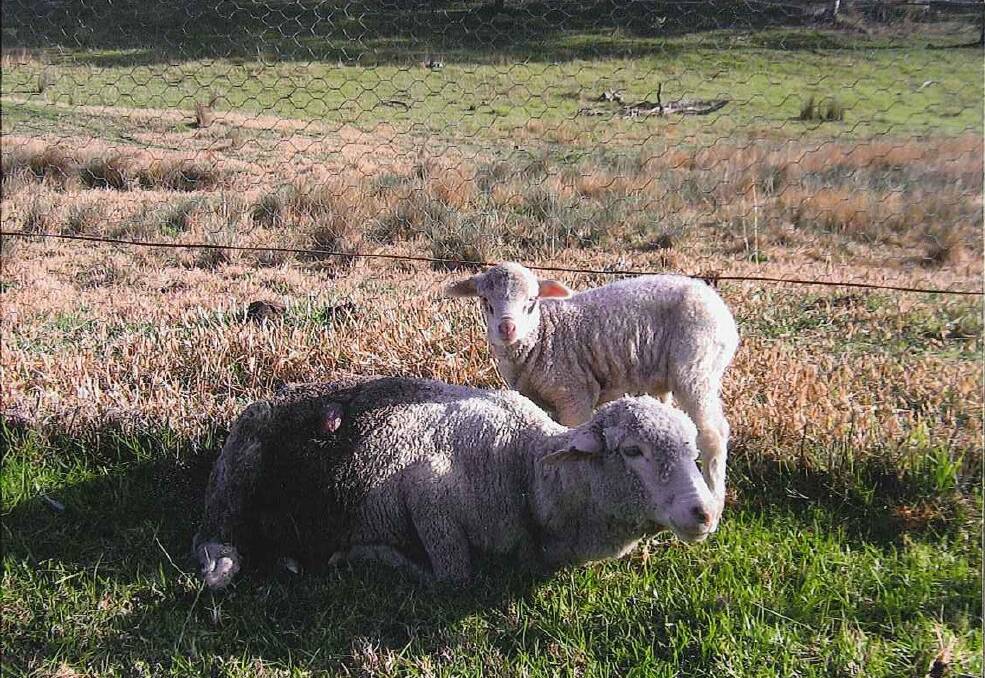 Sheep attacked by a wild dog near Scone