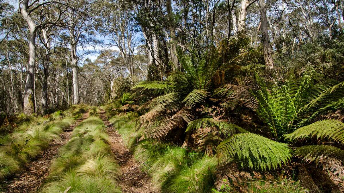 SAFETY PRECAUTION: The Barrington Trail (south) and Polblue Trail in the Barrington Tops National Park will be closed. Pic: John Spencer