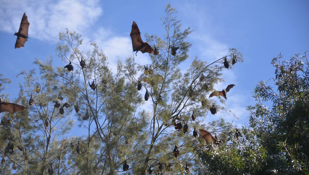 No quick fix on flying foxes