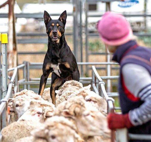 State versus state in the race for Australia’s toughest working dog