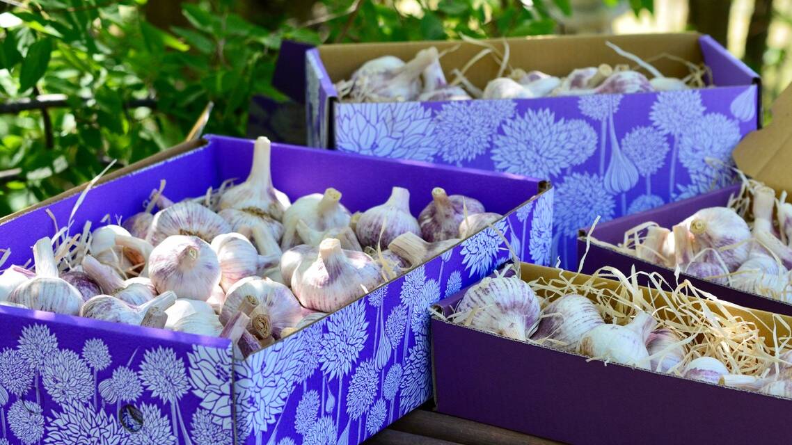 Elmswood Farm Purple Glamour Garlic.