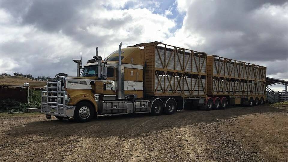 Last weeks' pick-up of Sir Ivan Fire cattle from Alexander Downs were taken to Tamworth by Martins Stock Haulage.