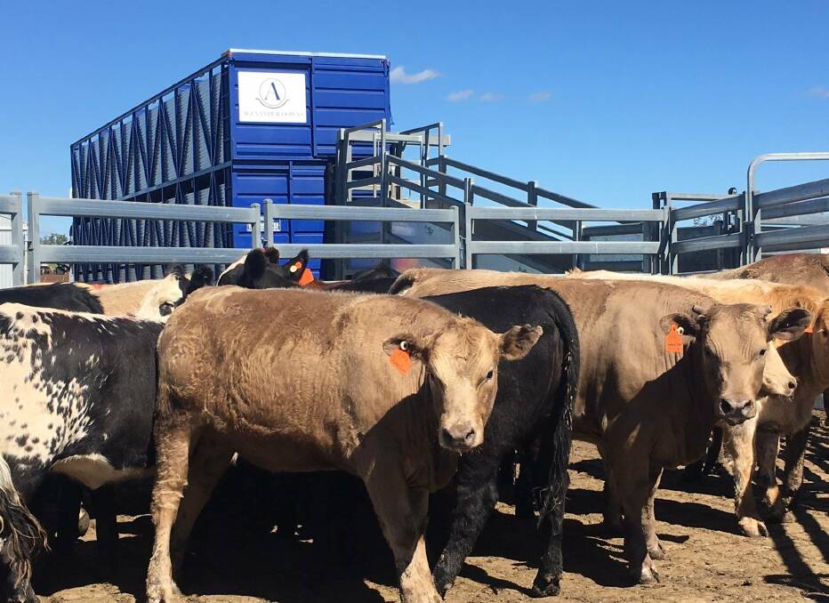SIR IVAN APPEAL: Sir Ivan Bushfire Appeal Cattle at the Alexander Downs feedlot in Merriwa. The appeal is calling for those affected to fill out application forms by August 31. 