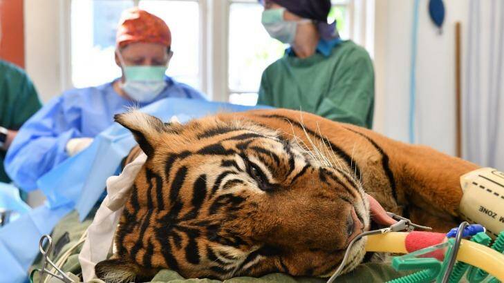 Sumatran tiger Binjai during her operation at Melbourne Zoo. Photo: Joe Armao