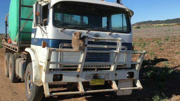 Hanging on: The lost koala near Gunnedah late last year. Photo: WWF-Australia
