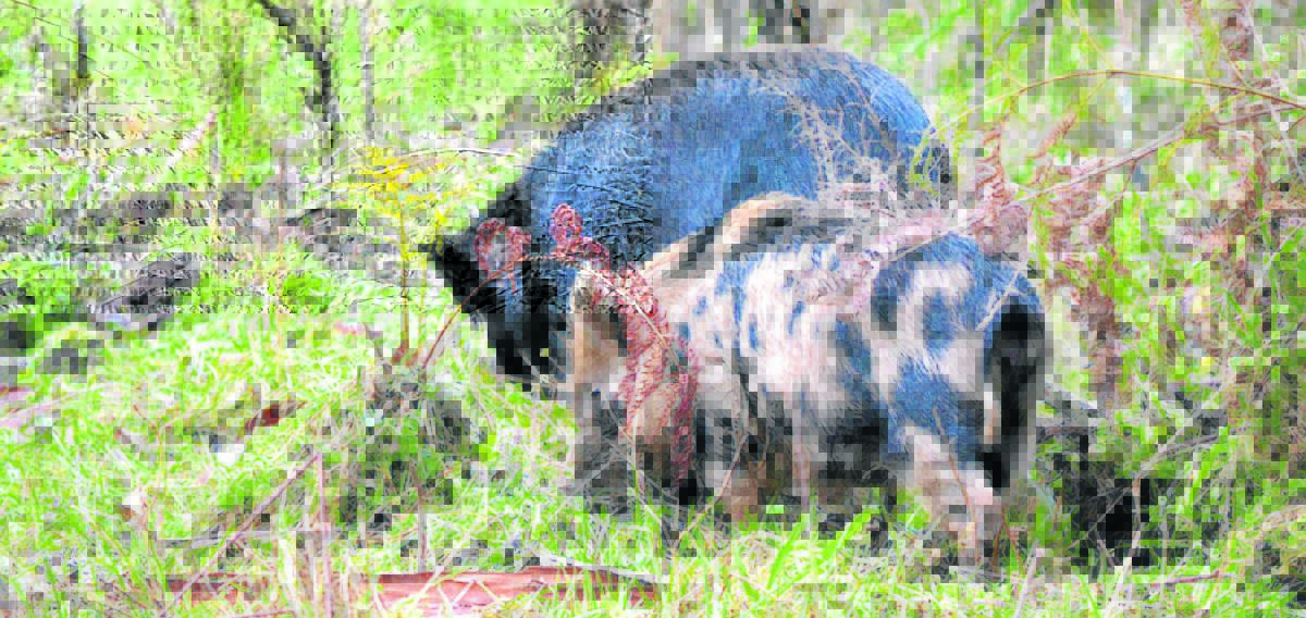 Local Merriwa farmers are seeking help to deal with the destructive takeover of feral pigs on their properties.
Photo courtesy Shaun Reynolds