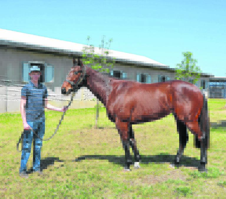 O’Gorman Racing strapper Matt Campbell with ‘Trustee’, a five-year-old gelding that will possibly take advantage of the Highway races for country trainers. 