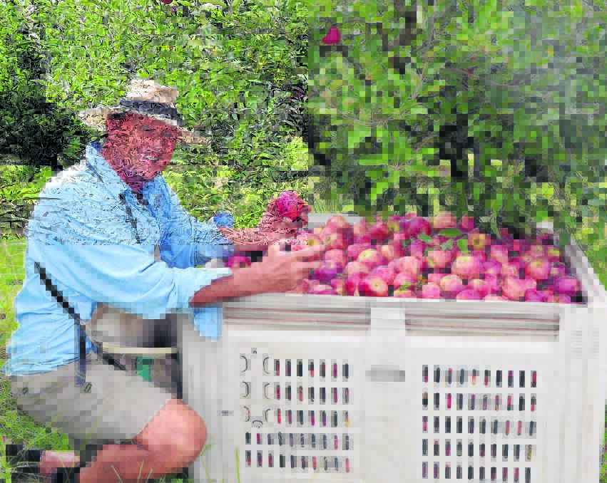 Tilse’s Apples’ Steven Tilse with some of the fresh, ripe and juicy apples currently being picked for local people. 