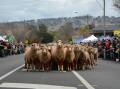 FESTIVAL: The 'Running of the Sheep' on Bettington Street during Merriwa's Festival of the Fleeces in 2018. Picture: Caitlin Reid