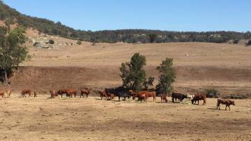 DROUGHT: Cattle at Owen's Cap during a drought in 2018. 