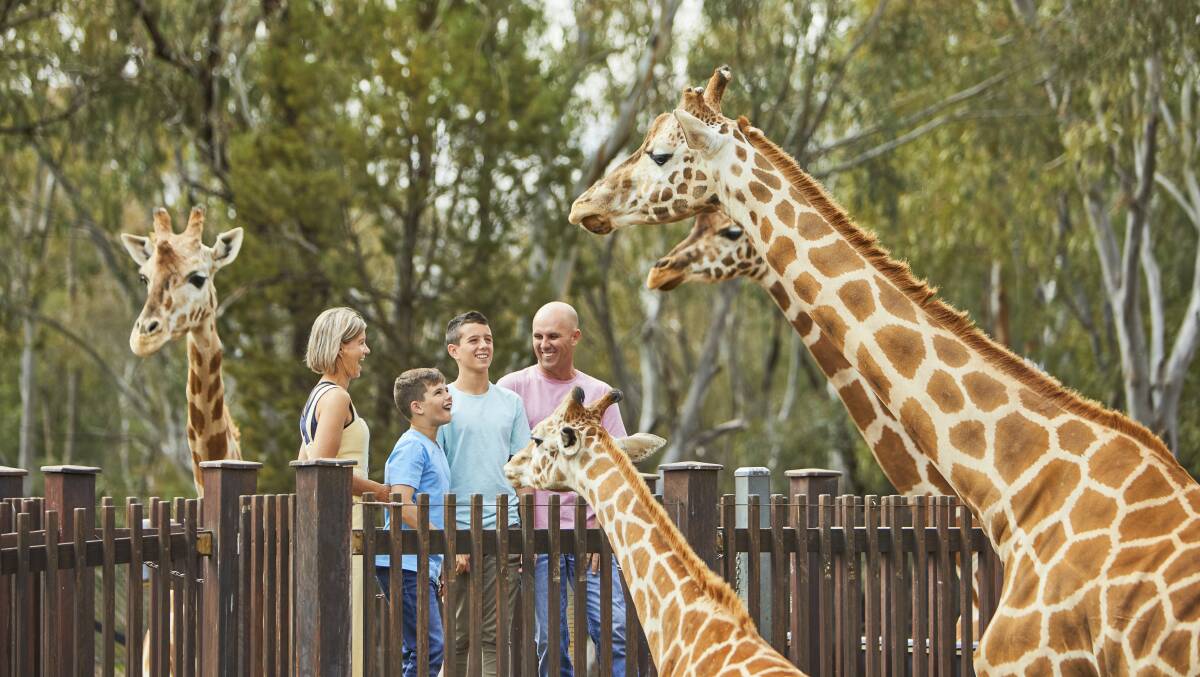 Wildlife at Dubbo's Taronga Western Plains Zoo. Picture: Destination NSW