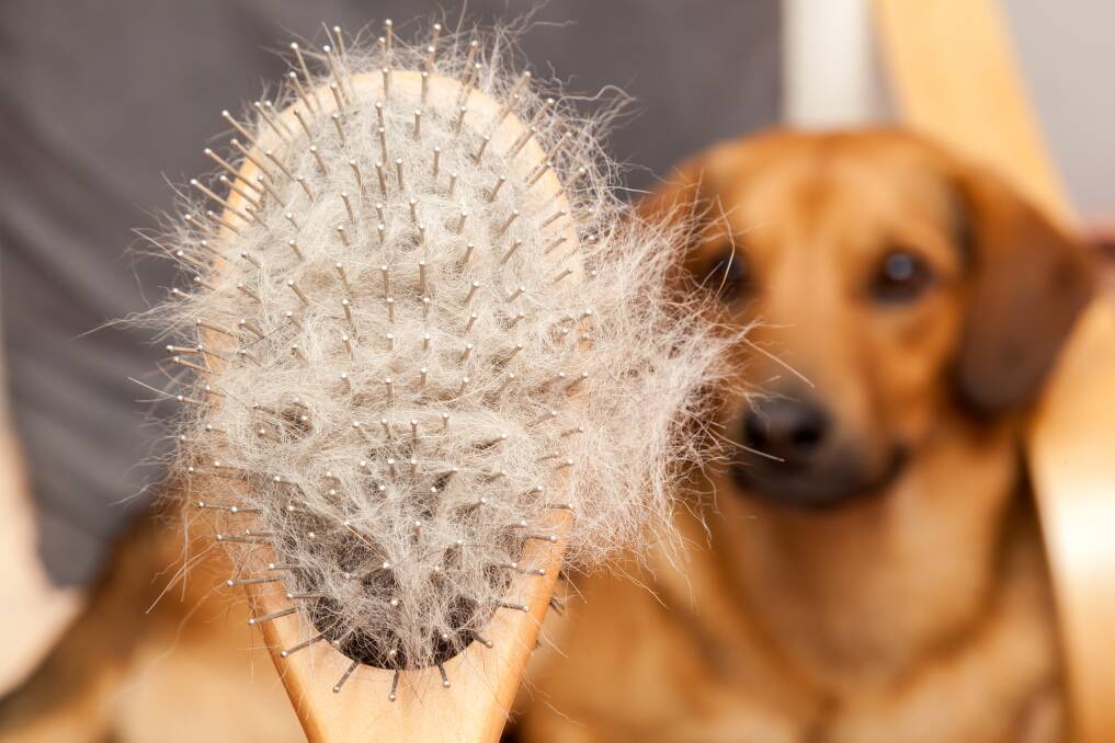 REGIME: Regular grooming will help prevent harmful mats in dogs and cats. Picture: Shutterstock