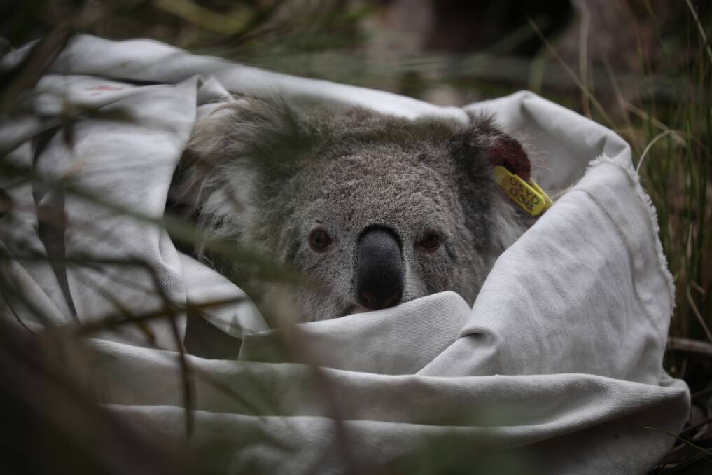 A simple answer to the extinction threat is a "ban on logging trees in which koalas live". Picture supplied 