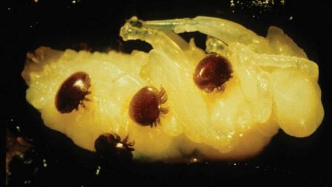 TARGET: Varroa mites. Picture: Queensland Department of Primary Industry