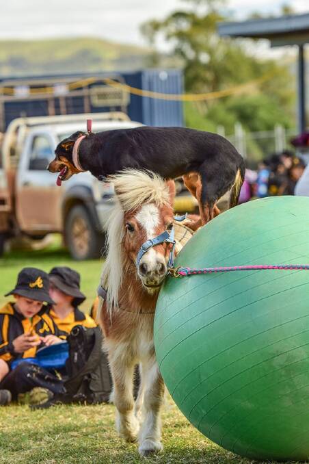 SOMETHING FOR EVERYONE: The Jack Johnston Memorial Gala Day is one of many highlights during the Scone Horse Festival.