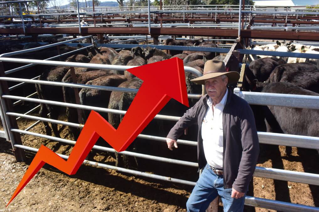 Pen of Angus weaner heifers, vendor Rob Stanton, Gloucester sold for $1375 a head to Nutrien Scone. Pictured is under-bidder Rob Hannaford, Gloucester. Photo: Jamie Brown.
