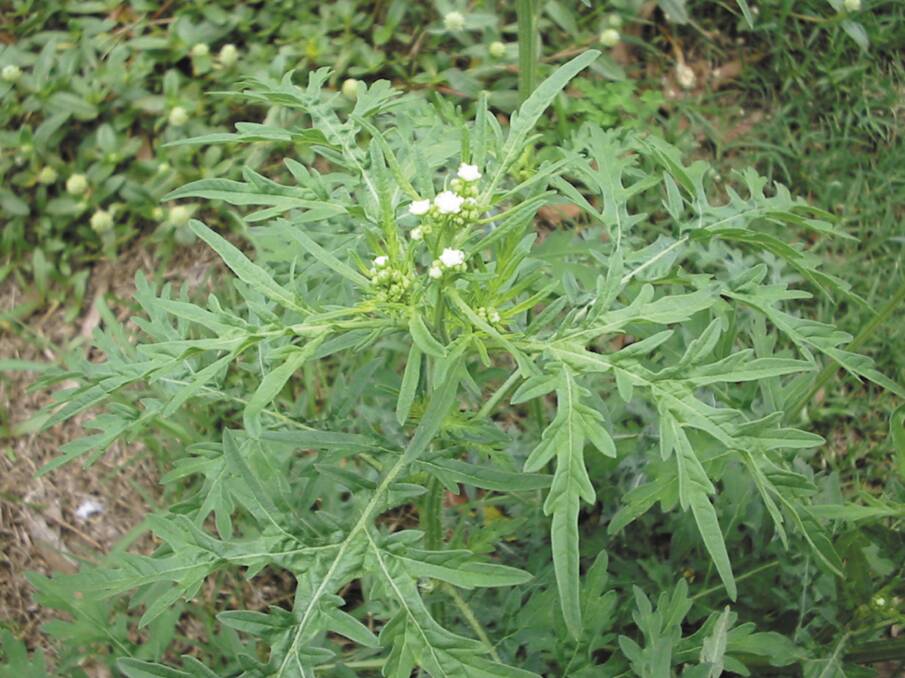 The discovery of parthenium weed in two Upper Hunter locations over the last week is a good example of best practice weed identification and management. Photo supplied