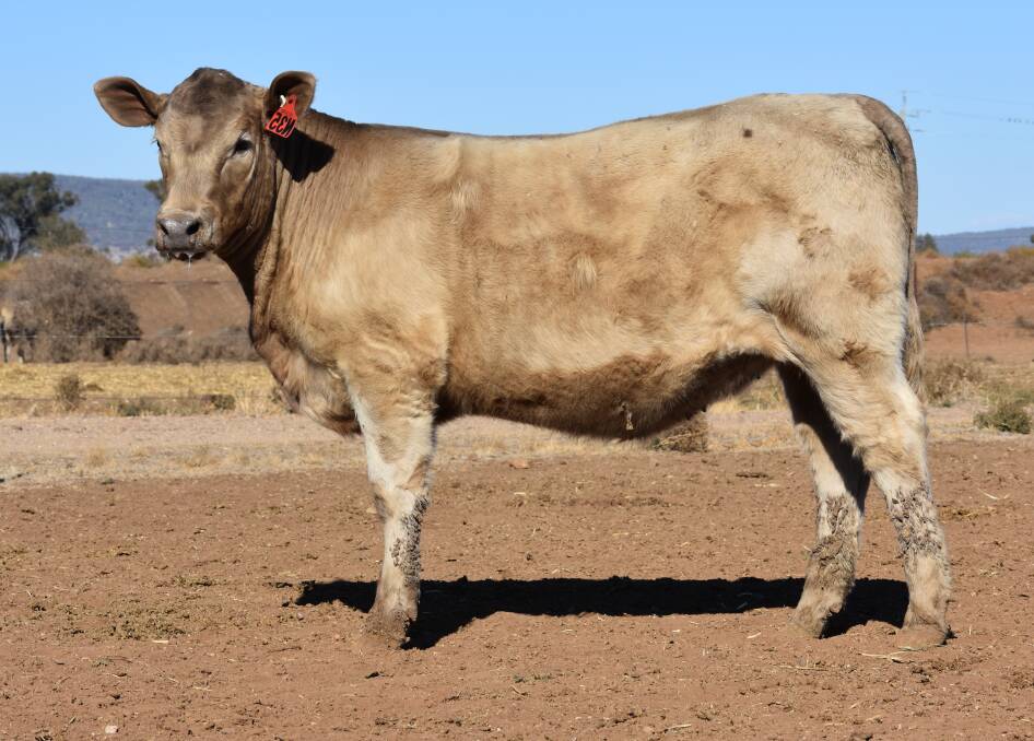 Top selling unjoined heifer Wallawong T.T. N35 who sold to Burnett Pastoral Trust for $4750.
