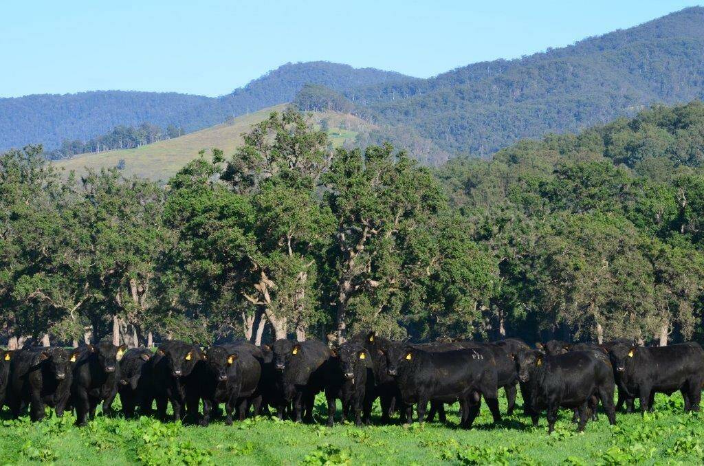 Cattle prices and season boost for bull sales