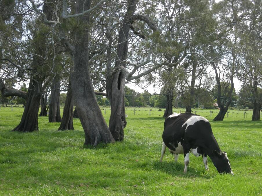 Shade and water are vital for cattle to cope with heatwave conditions.