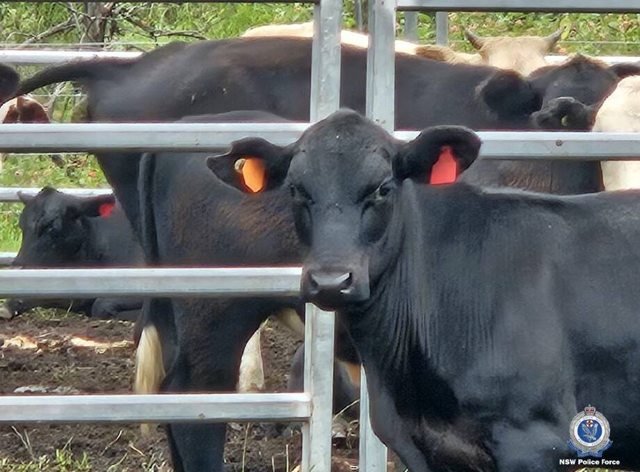 Brangus cross cattle missing from a Bellbrook property near Kempsey since early February. Picture NSW Police