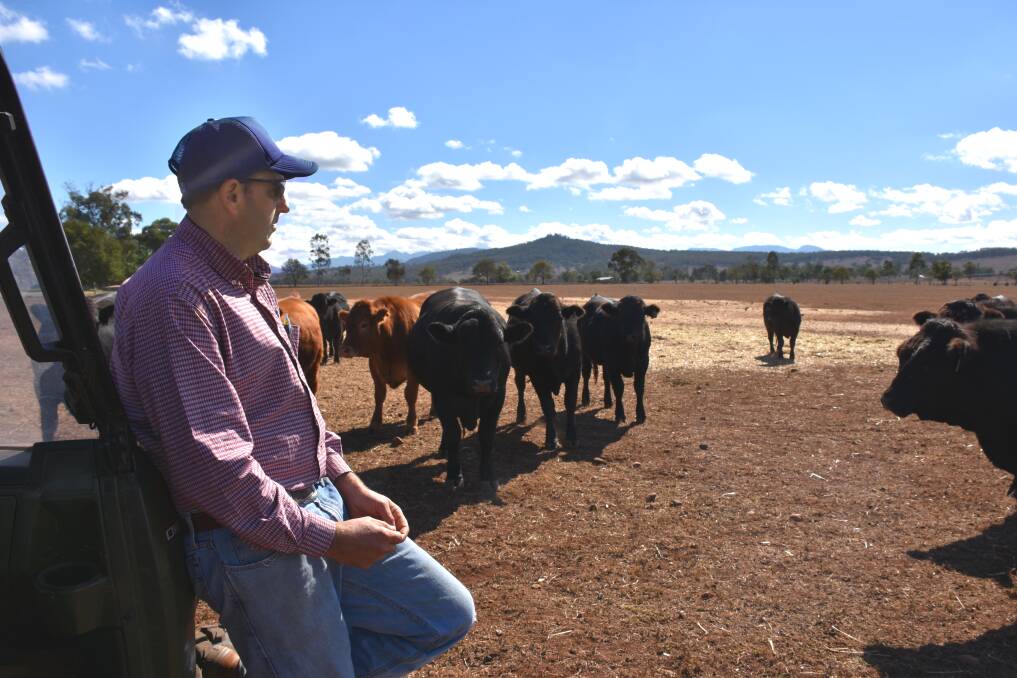 NO CHOICE: Due to the drought Jim MacCallum, Manali Limousin stud, Scone is selling his 2016 drop bulls in the paddock rather than holding his annual on-property sale.