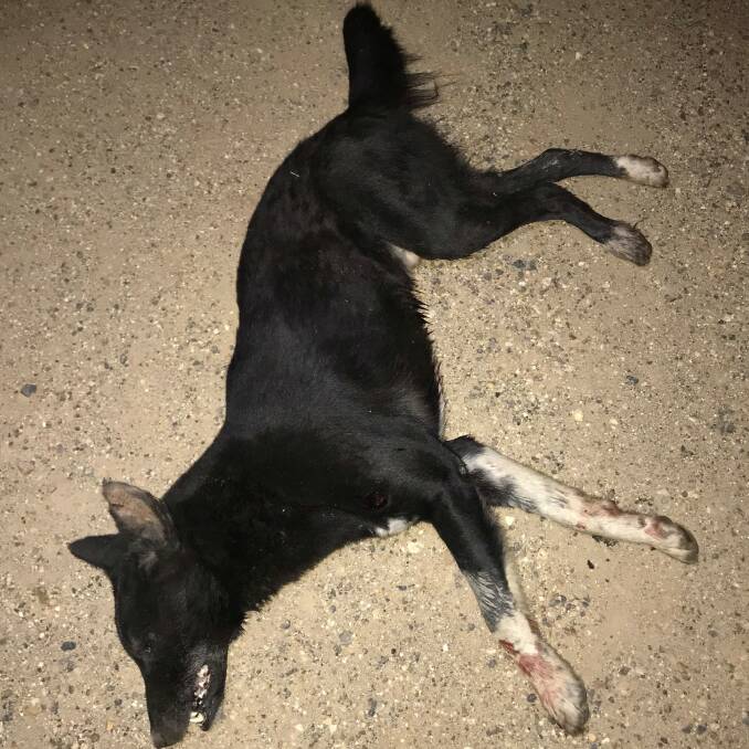 DESTROYED: The black dog that has been attacking and killing sheep in the Wybong/Manoblai district for 24 months. Photograph supplied Hunter LLS