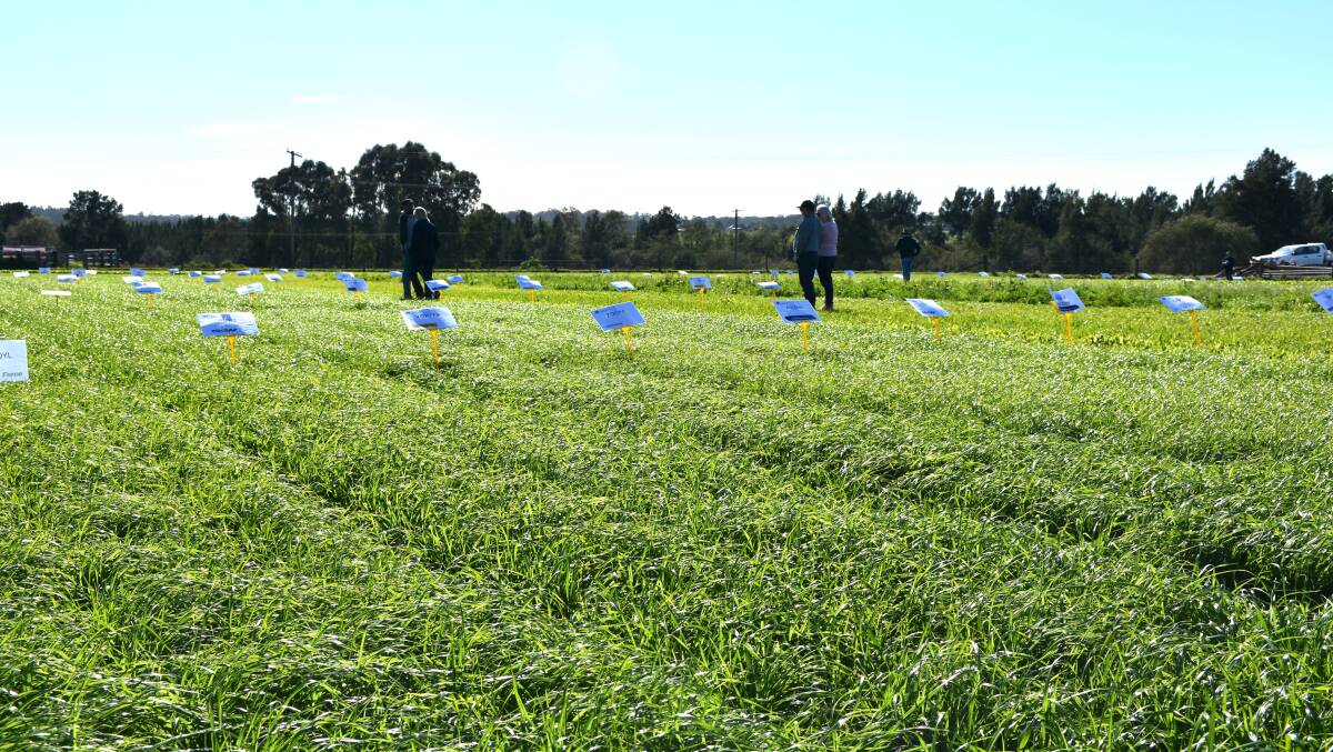 Winter cereals flourishing on prime Hunter River flats near Singleton the site of a pasture/crop trial now in its fourth year.