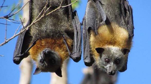HOSTS: Hendra virus is carried in flying foxes across much of Australia 
