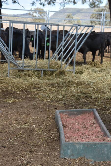 Performance Feeds dry supplement that is being fed to the entire herd at Upper Hunter Resources.