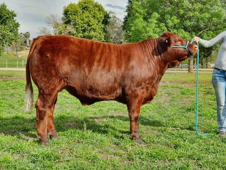 TOP CLASS: The reserve heavyweight champion open class steer at the 2021 Colin Say & Co Beef Extravaganza was exhibited by St Joseph's Aberdeen. Photo supplied.