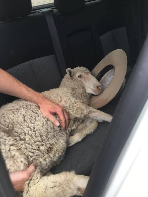 TRANSPORT: Lamby heads back home curtesy of the Hunter Valley Police District. Photo supplied.