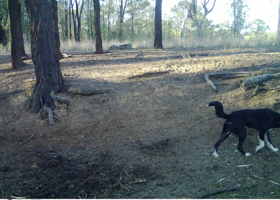 Camera images of the Black dog in the Wybong area.