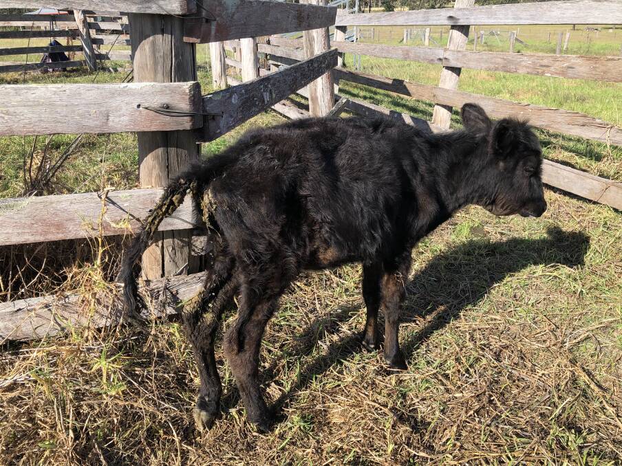 Calf suffering from Barber's Pole worm infestation. Sheep can also be affected by the worm and go from healthy to dying very quickly. Photo Hunter LLS