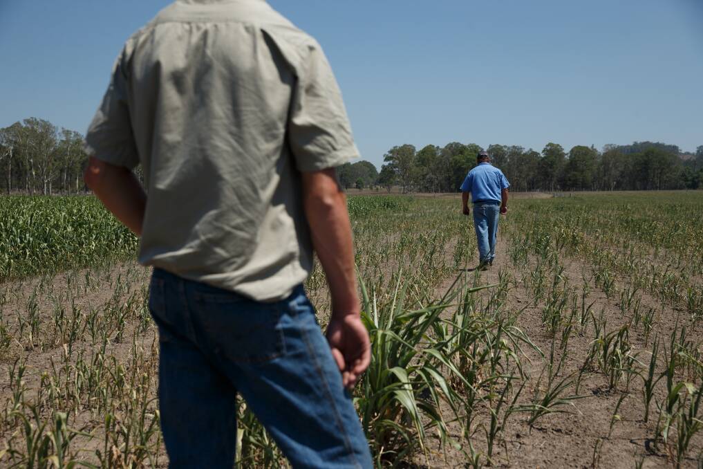 TOUGH TIMES: Dairy farmer Jamie Marquet walks through a patch of sorghum that failed on his Wallarobba property because of the drought. Picture: Max Mason-Hubers. 