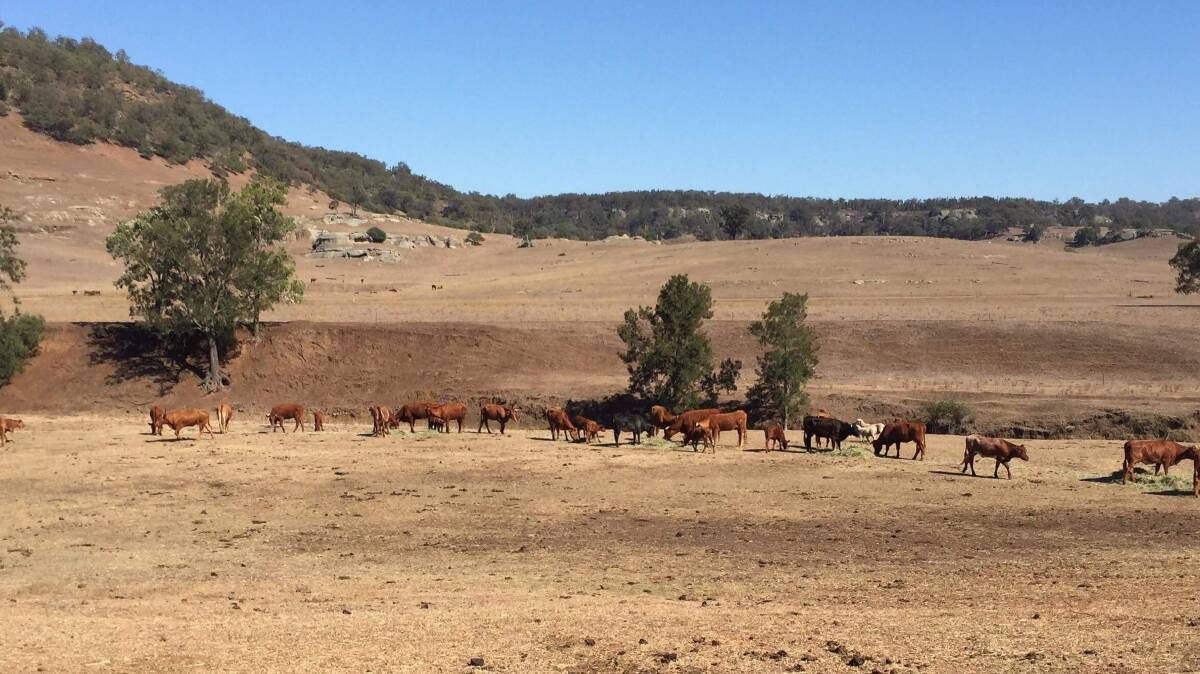 DROUGHT: Cattle at Owen's Gap have no feed in the paddocks. They are being fed hay rations. 