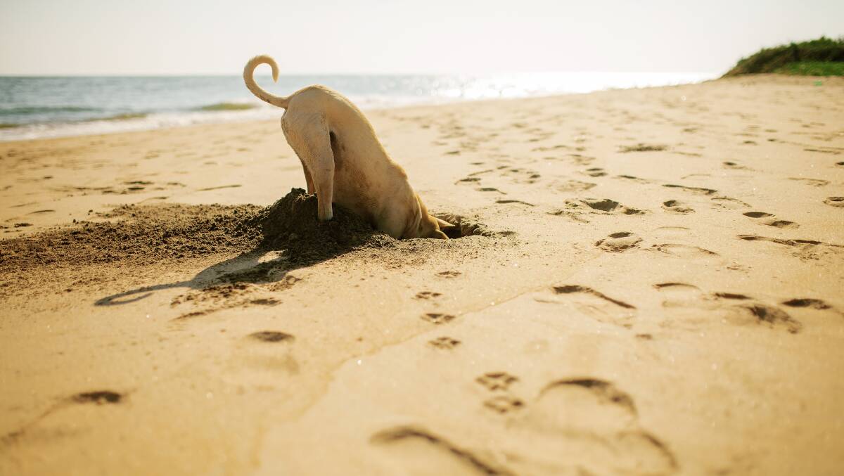 When the going gets tough: what's the answer? One approach is the head-down, dig-in method. Or is it burying your head in the sand? Photo: Shutterstock