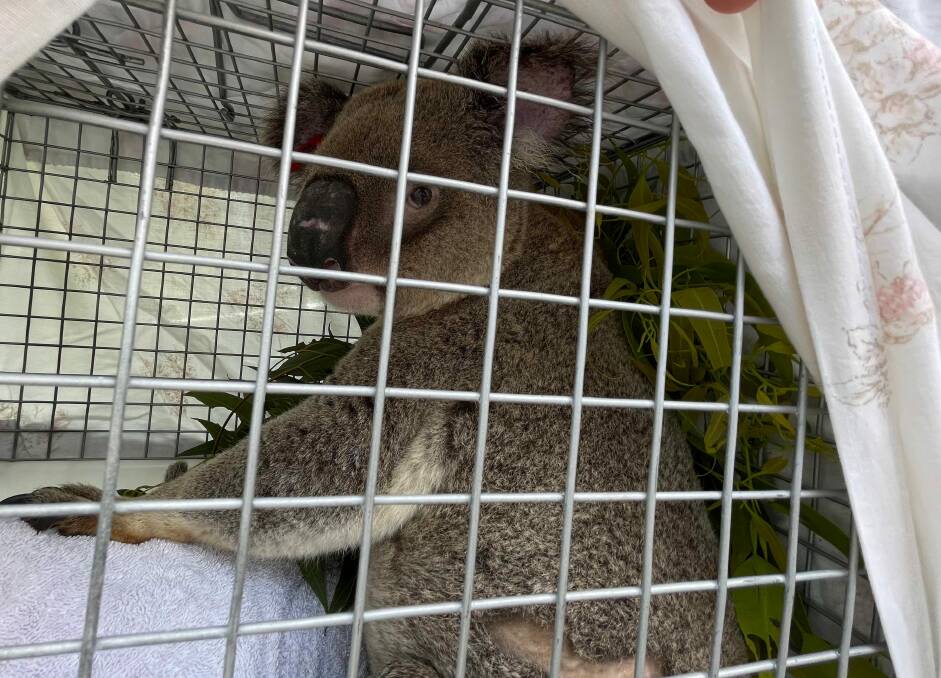 CLEAR: Sweetheart the koala ready to go home after recovering from serious eye disease. Photo: Supplied