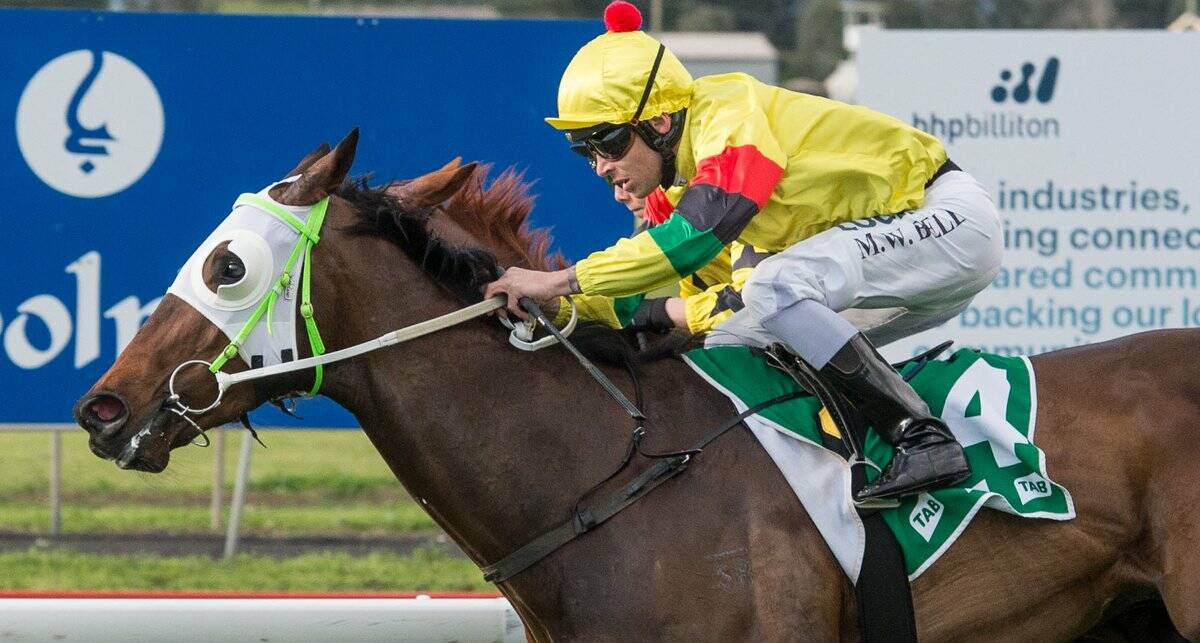 BOLD BID: A campaign has been launched to get Akasak a slot in The Kosciuszko, a new $1.3 million sprint for NSW country horses. Photo: Muswellbrook Race Club