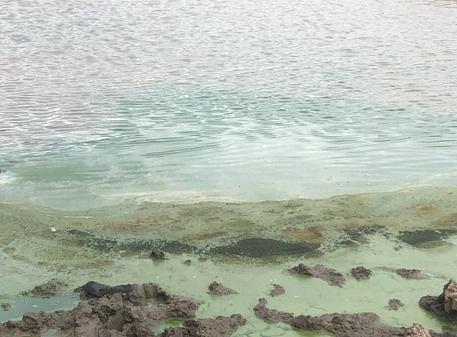 Be aware of blue-green algae risks