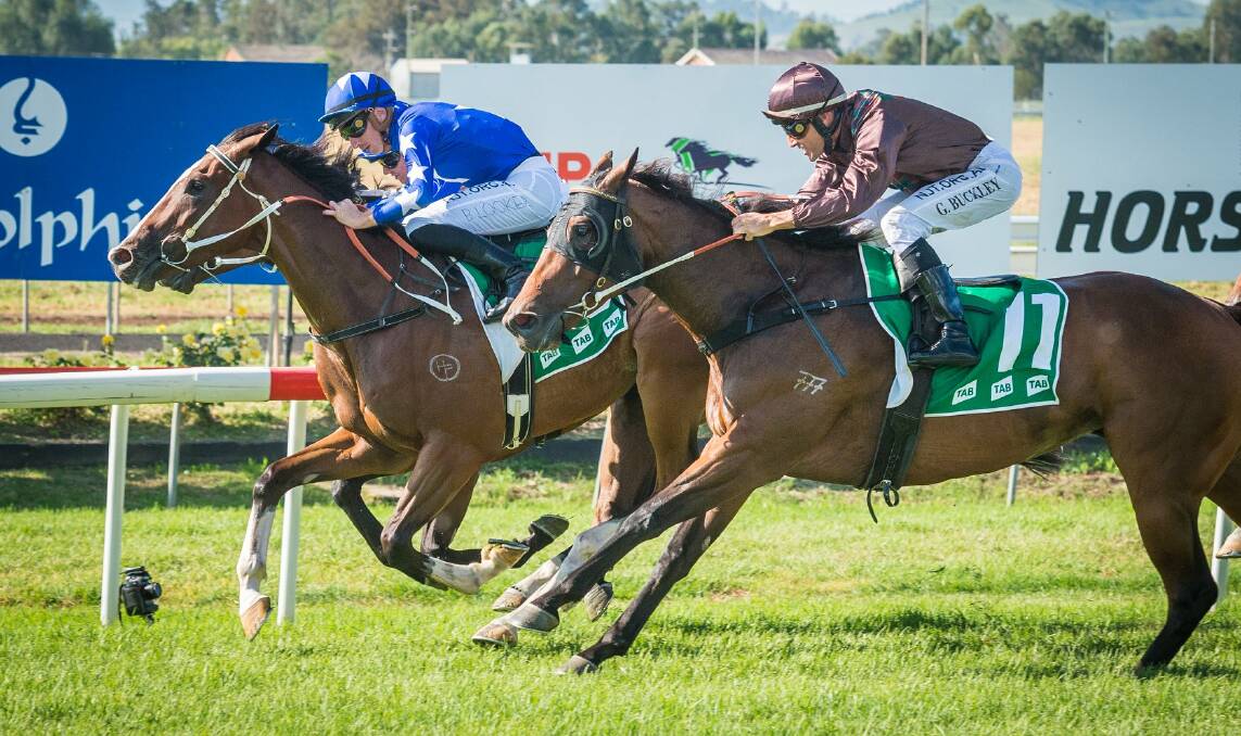 The Brett Cavanough-trained Fender salutes the judges at Muswellbrook on Sunday. Pic: KATRINA PARTRIDGE PHOTOGRAPHY