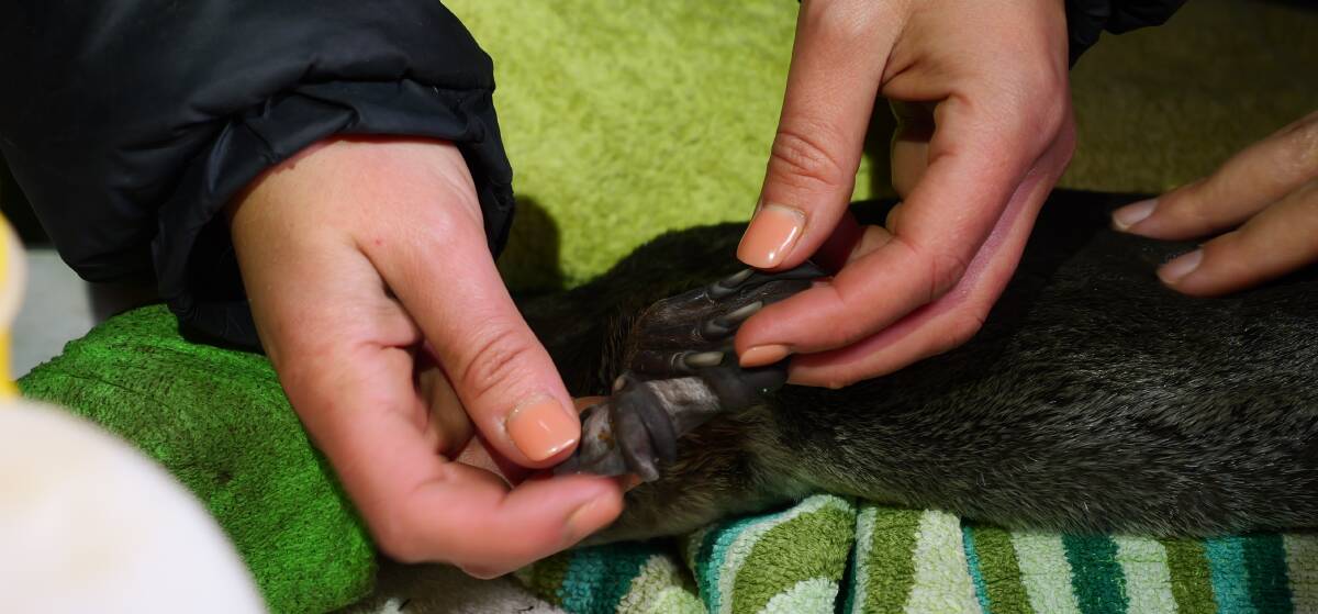 Help wanted for citizen science project in search of platypus