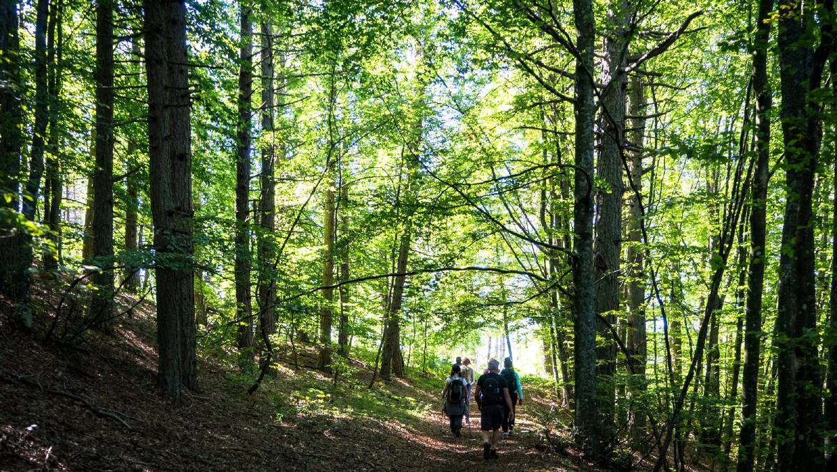Pilgrims walk through a forest on the Way of St Francis near La Verna. Pictures: Michael Turtle
