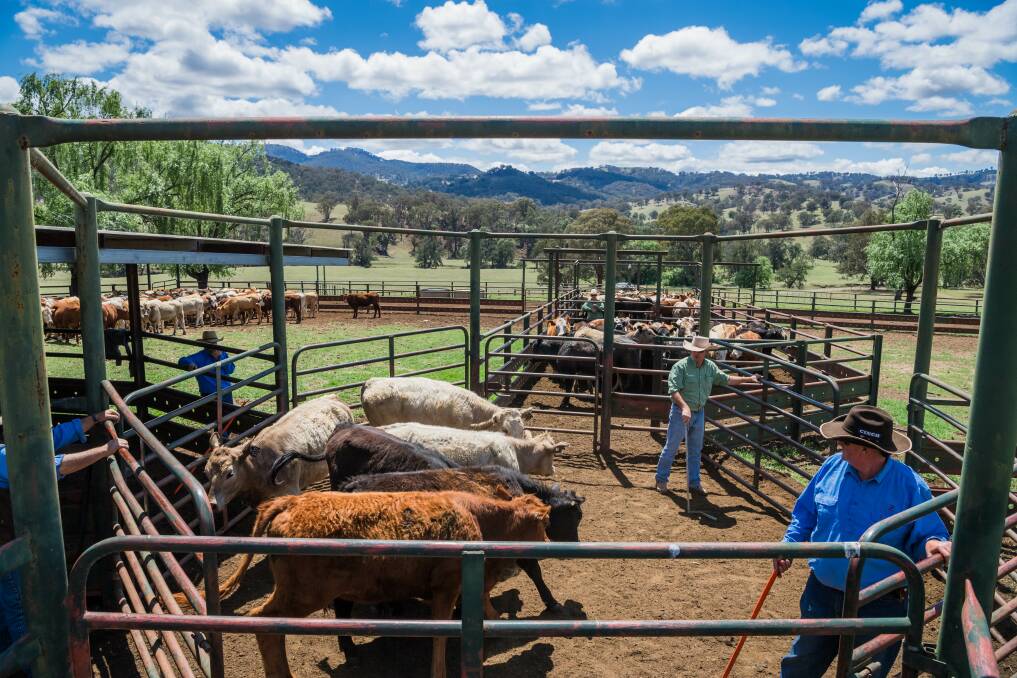 Mustering crew on a property in Ellerston. Picture: Al Mabin