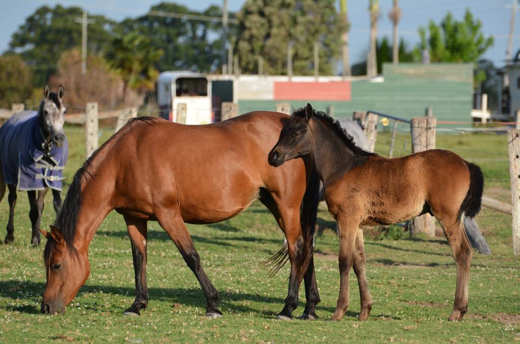 HENDRA VIRUS: All horse owners need to be aware of biosecurity risks.